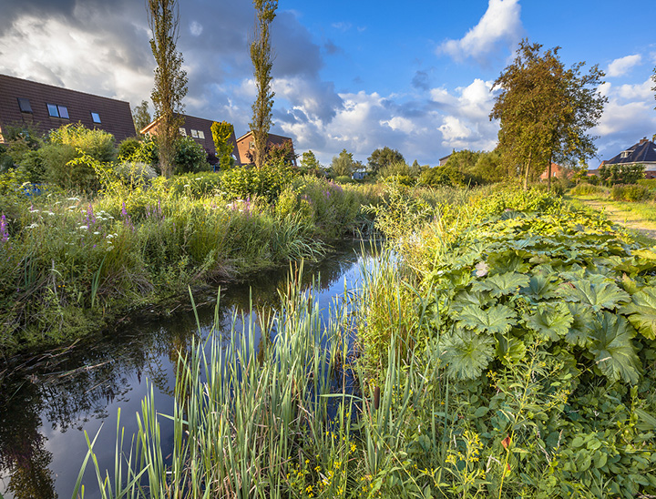 Example of a Sustainable urban Drainage System (SuDS)